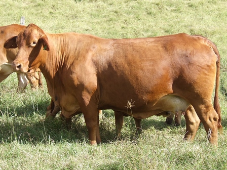 Calioran Molly